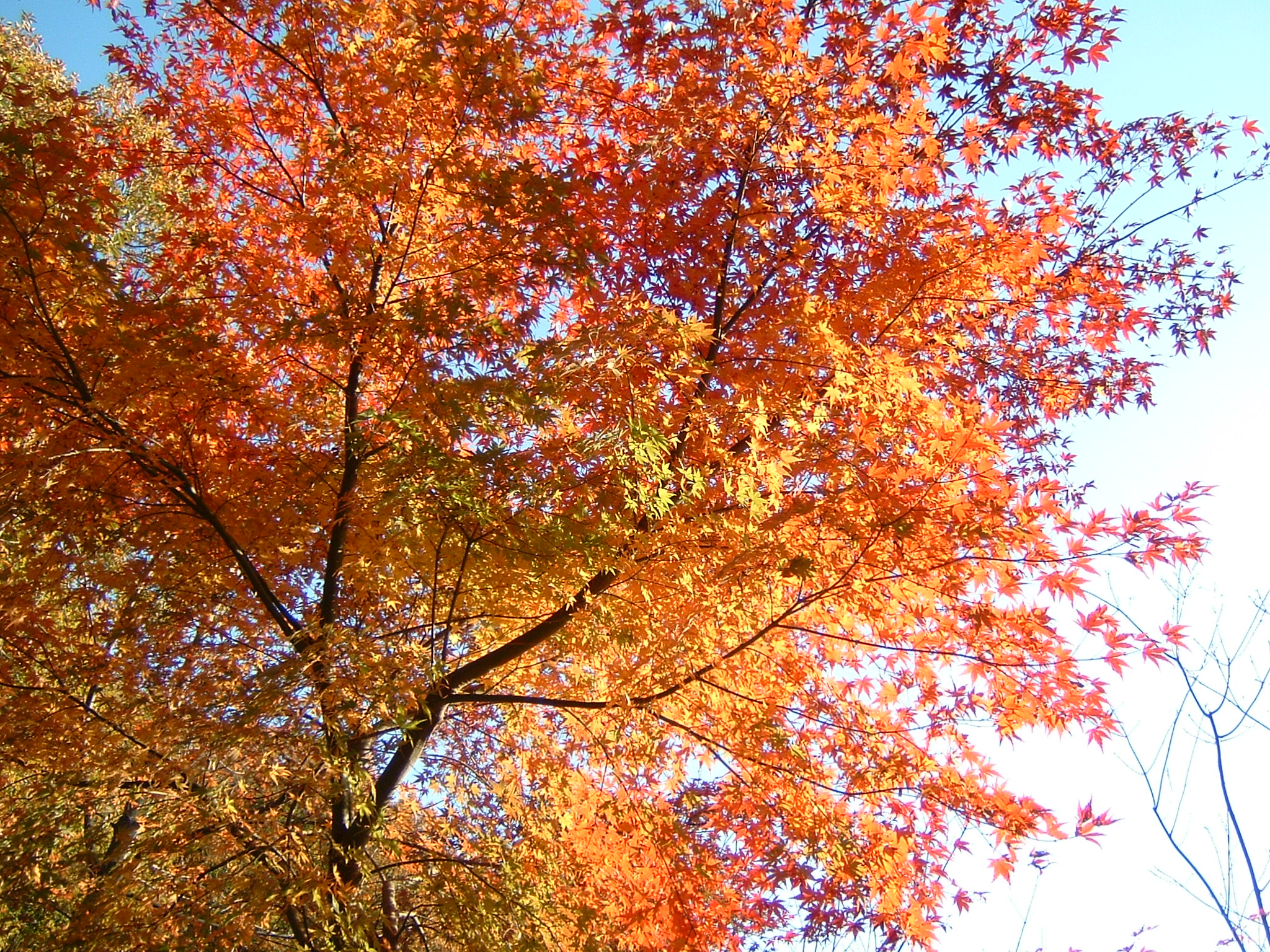 あんな本こんな本サイクリング、竹内まりや、曽爾高原、紅葉、