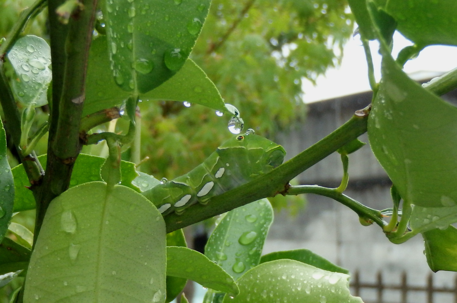 あんな本こんな本、梅雨の青虫
