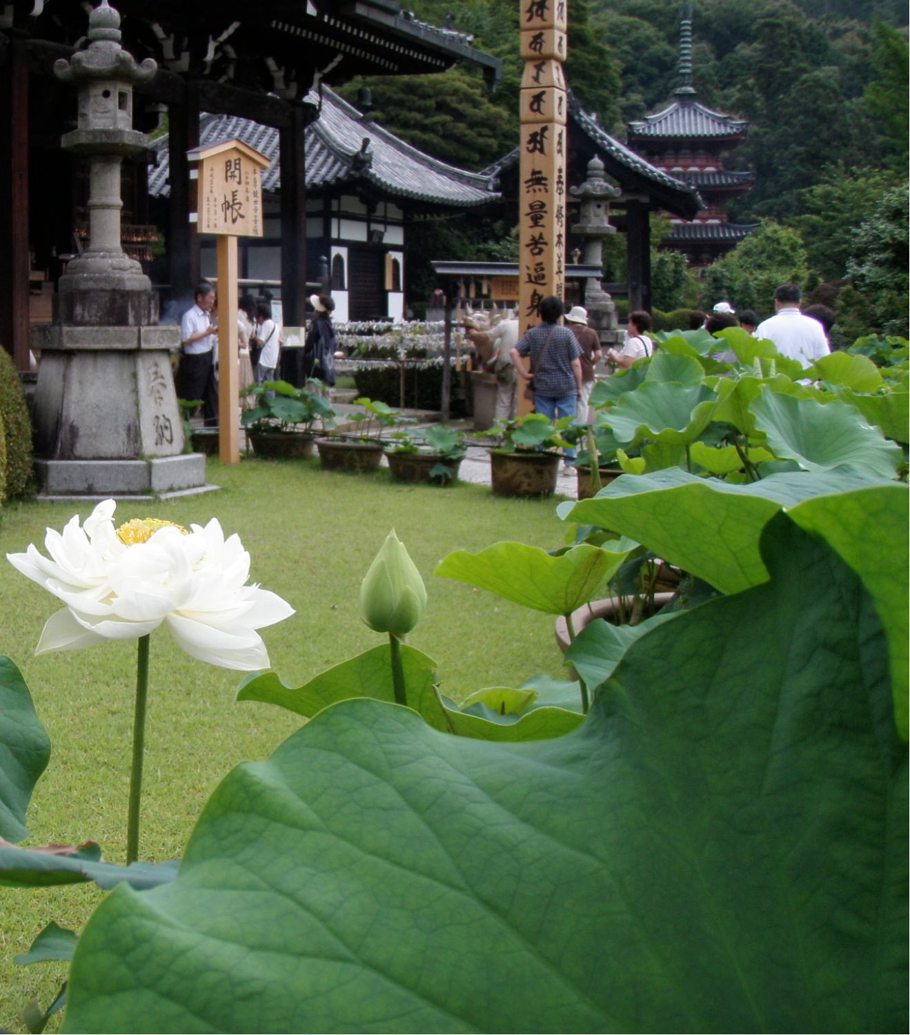 三室戸寺、蓮華、あんな本こんな本