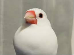あんな本こんな本サイクリング、漱石、夏目漱石、文鳥