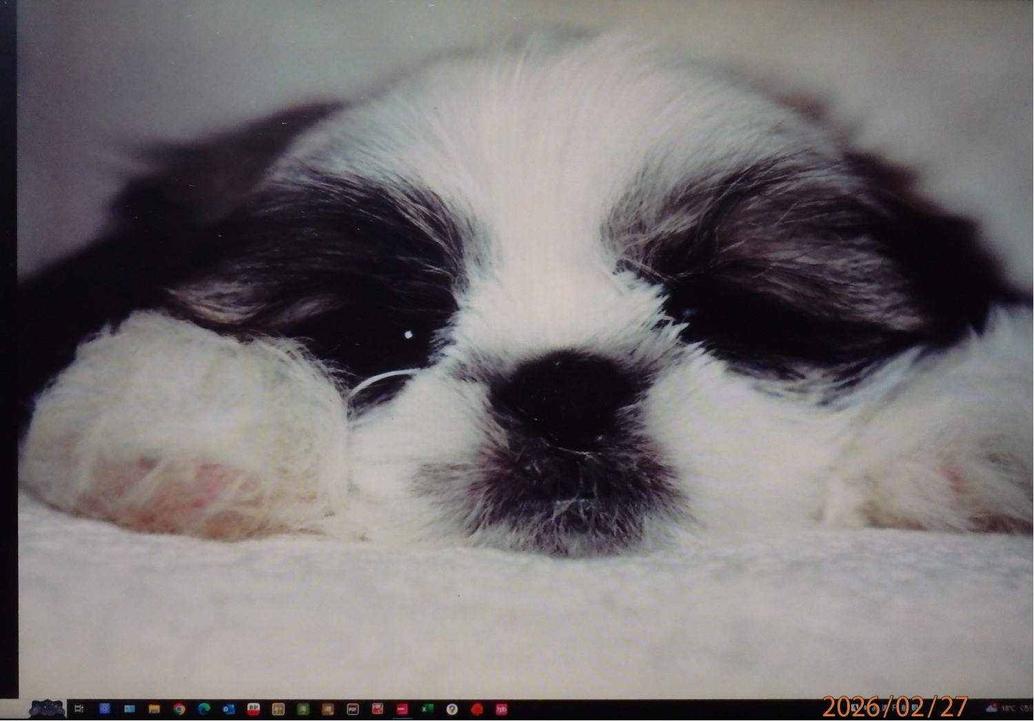 あんな本こんな本サイクリング、読書感想、きょねんの木、新美南吉