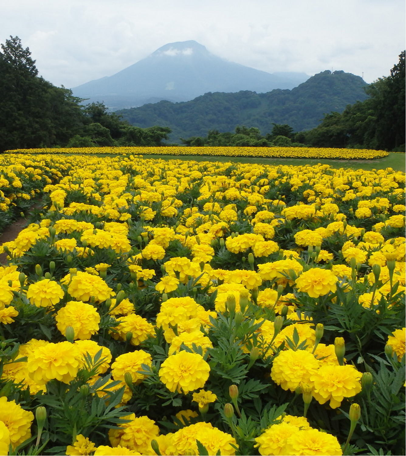 あんな本こんな本読書感想、つたなさの方へ、扉、ちいさいミシマ社、那須耕介、大山とマリーゴールド